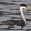 Western Grebe